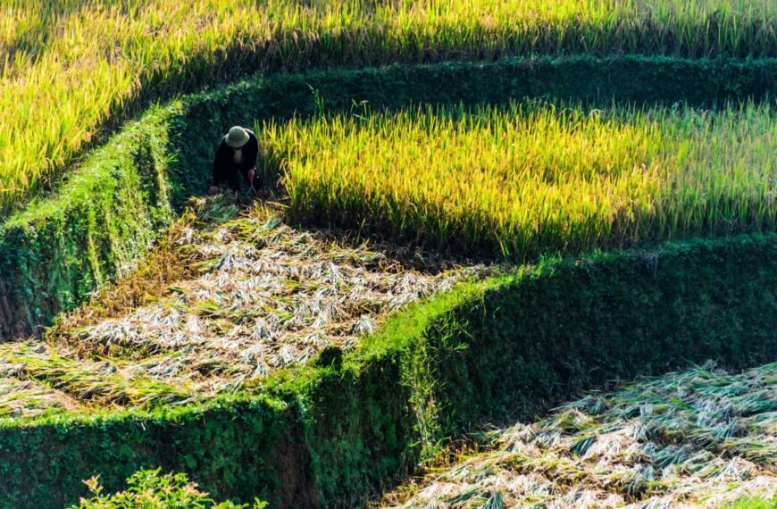 Alih Fungsi Sawah Marak, DPR Tawarkan Solusi Swasembada