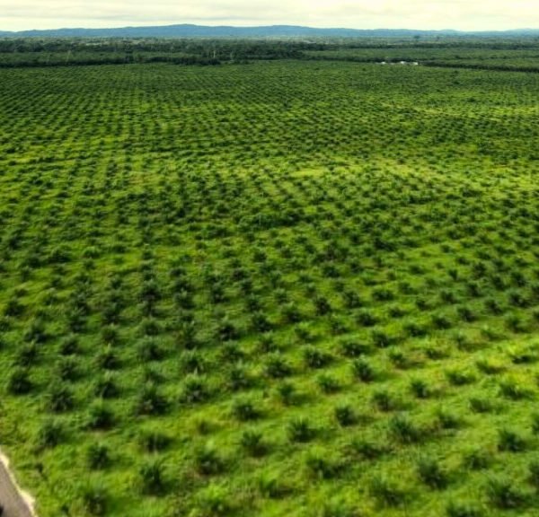 Prabowo Dorong Penguatan Sektor Sawit, Ini Alasan dan&hellip;