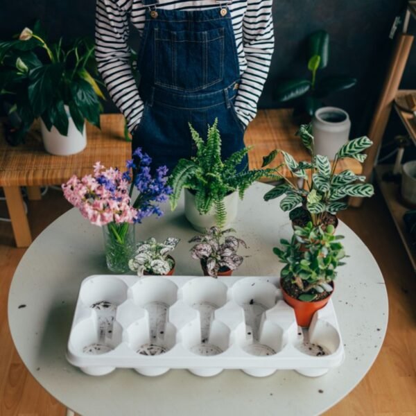 Tips Tanaman Praktis untuk Mempercantik Rumah dengan Sentuhan&hellip;