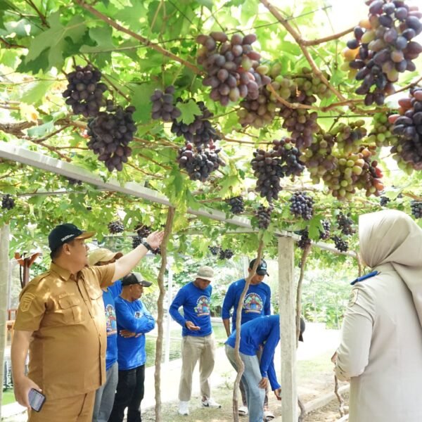 Jadi Kawasan Agrowisata Favorit Kota Palu, Kebun Anggur&hellip;