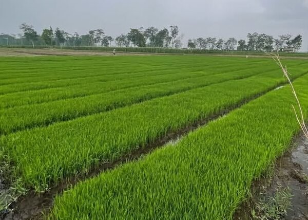 Target 34,77 Juta Ton! Kementan Tabuh Genderang Perang&hellip;