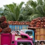 harga sawit kaltim