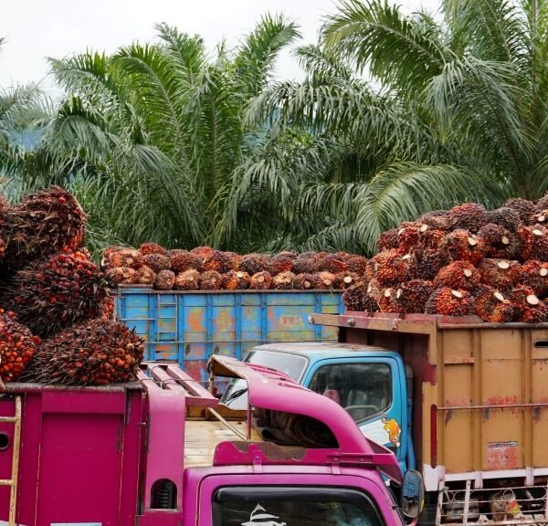 harga sawit kaltim
