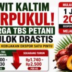harga sawit kaltim