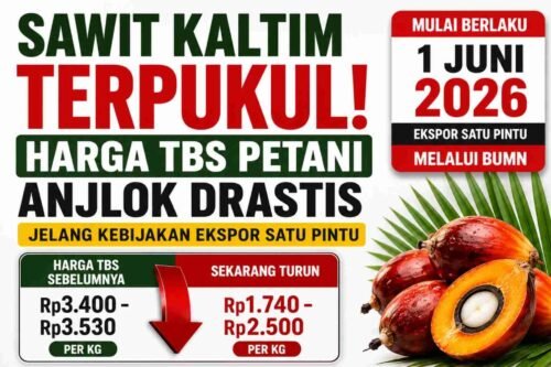 harga sawit kaltim