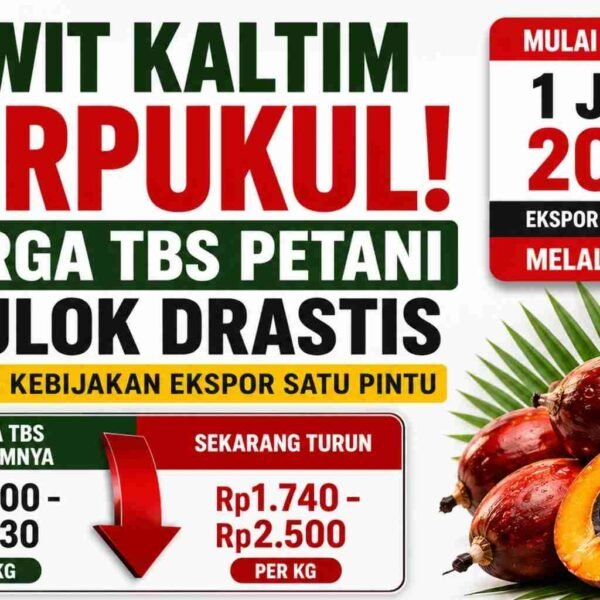 harga sawit kaltim
