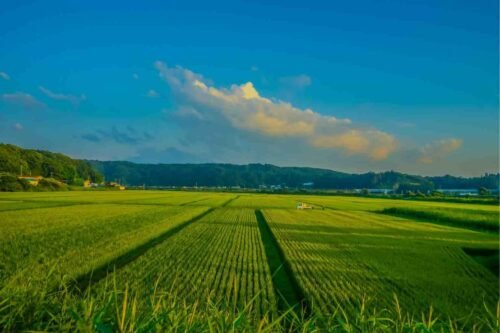 Produksi Padi Kaltim 2025 Naik, Potensi Panen Awal 2026 Capai Ribuan Hektare PROKALTIM 2 porduksi padi kaltim