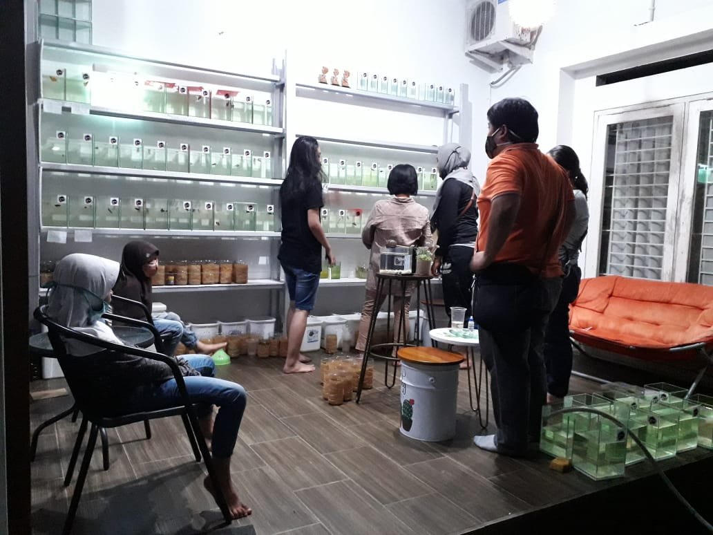 Demam Cupang Menjadi Berkah Masa Pandemi PROKALTIM 1 Selalu Ramai Demam cupang menjadi berkah di masa pandemi ini Demam Cupang Menjadi Berkah Masa Pandemi PROKALTIM