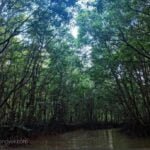 Pembalakan Pohon Mangrove Meresahkan Warga, Oddang Desak Tindakan OPD Terkait