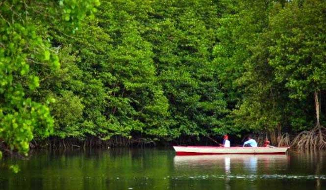 Screenshot 1 17 2022 2 02 46 PM Odang Desak Pemkot Balikpapan Beri Perhatian Pengembangan Kawasan Mangrove Graha Indah PROKALTIM