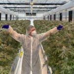 Thailand Legalkan Ganja Ditanam Dirumah