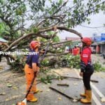 Hujan Sejak Semalam, Tumbangkan Pohon Akasia, Hingga Tutup Ruas Jalan