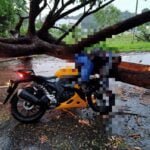 1 Pengendara Motor Tewas Tertimpa Pohon, di Jalan APT  Pranoto