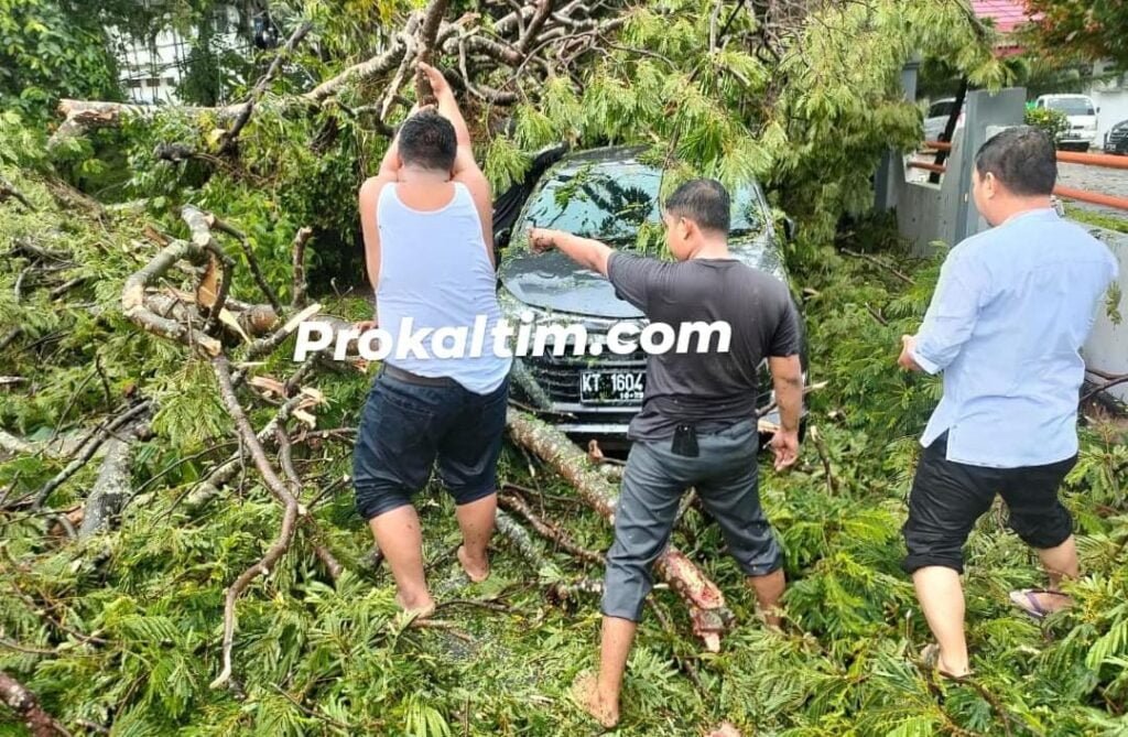 WhatsApp Image 2022 04 06 at 21.59.59 DLH Asuransikan Pohon Rawan Tumbang, Masyarakat Bisa Claim Kecelakaan Karena Pohon PROKALTIM