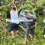 DLH Asuransikan Pohon Rawan Tumbang, Masyarakat Bisa Claim Kecelakaan Karena Pohon