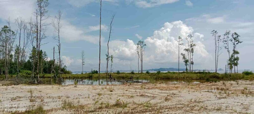 WhatsApp Image 2022 12 13 at 20.06.56 Kurangnya Kepengawasan Dari Pemerintah Daerah Terhadap Hutan Mangrove PROKALTIM