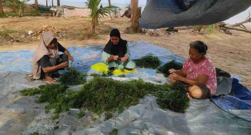 Rumput Laut untuk Produk Kosmetik, Bahan Pangan Makanan dan Sektor Farmasi Kesehatan