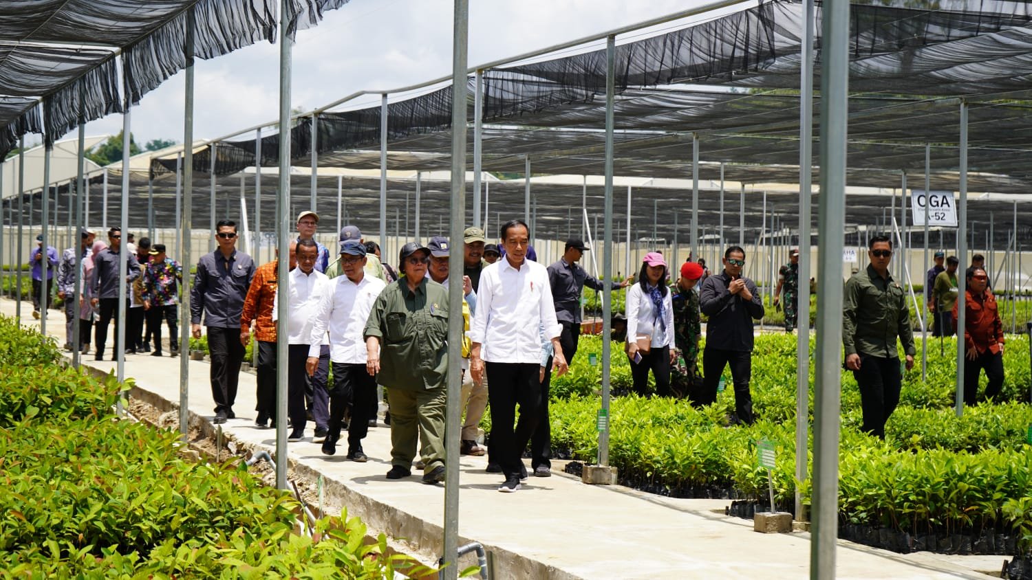 Kunjungi Ibu Kota Nusantara, Presiden Jokowi Tinjau Persemaian Mentawir PROKALTIM 1 Kunjungi Ibu Kota Nusantara, Presiden Jokowi Tinjau Persemaian Mentawir