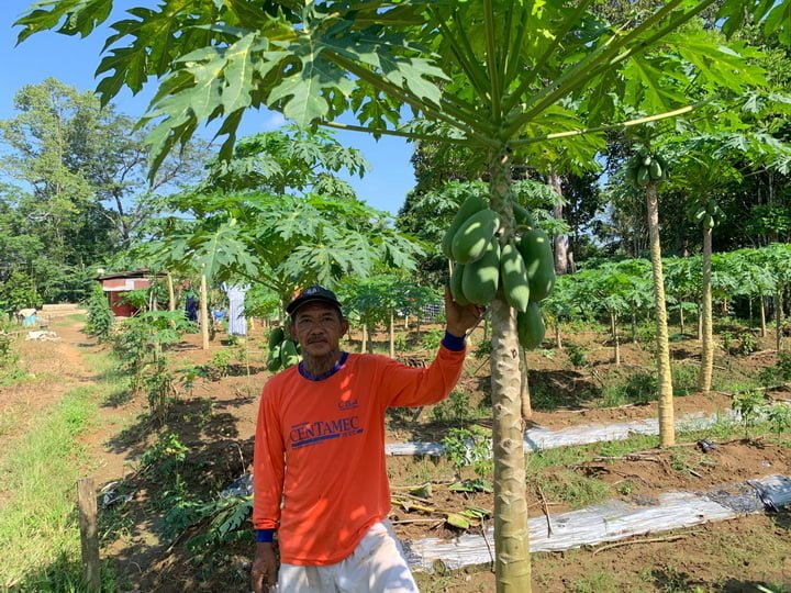 Imran (60 Tahun) Petani Kebun Pepaya Desa Loa Duri Ulu (Foto:Ozn)