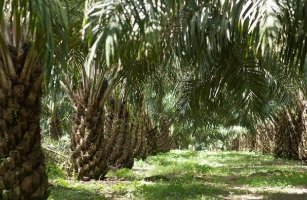 Ilustrasi Perkebunan Kelapa Sawit (Istimewa)