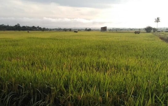 WhatsApp Image 2023 11 29 at 22.34.40 Pemkab Kukar dan UGM Kembangkan Pertanian Terintegrasi di Lima Desa di Tenggarong Seberang PROKALTIM