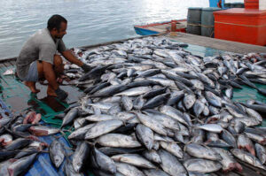 Ilustrasi hasil tangkapan nelayan. (FOTO: Gema Sulawesi)