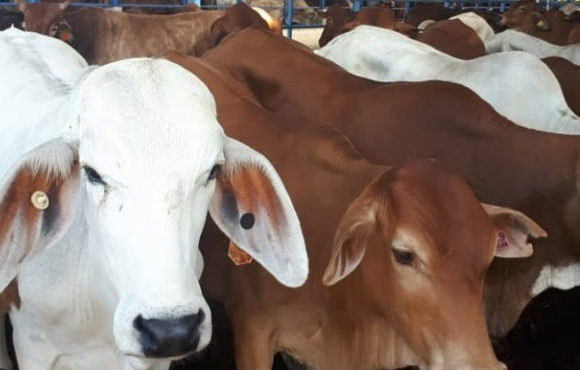 Ilustrasi hewan ternak sapi dan kambing. (Istimewa)