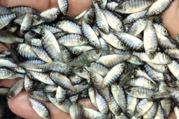 WhatsApp Image 2023 12 01 at 21.45.26 Desa Ponoragan Kukar Penghasil Bibit Ikan Mas dan Nila Terbesar di Kaltim PROKALTIM