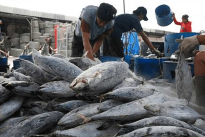 image 2024 10 12 170407434 Upaya Pemkab PPU Tingkatkan Hasil Produksi Perikanan PROKALTIM