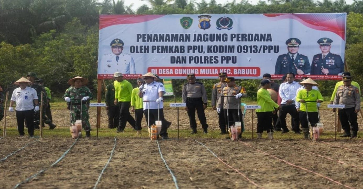 Optimalisasi Lahan Tidur, Pemkab PPU Tanam Jagung Perdana di Babulu PROKALTIM 1 Diskominfo