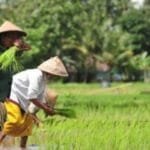 Hari Tani Nasional, DPR Desak Hilirisasi Pertanian Jadi Agenda Serius