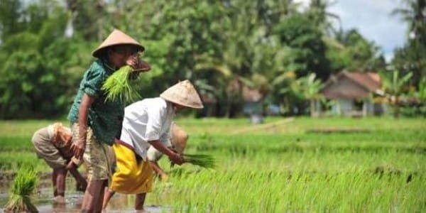 Hari Tani Nasional DPR Desak Hilirisasi Pertanian Jadi Agenda Serius Hari Tani Nasional, DPR Desak Hilirisasi Pertanian Jadi Agenda Serius PROKALTIM