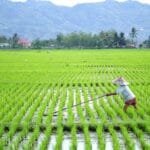 Alokasi Anggaran Cetak Sawah Capai Rp15,5 T, PKS: Harus Berdampak pada Produksi Pangan Nasional