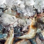 Udang Terkontaminasi Lolos Badan Karantina, DPR: Reputasi RI Bisa Tercoreng