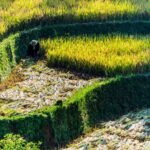 Alih Fungsi Sawah Marak, DPR Tawarkan Solusi Swasembada