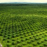 Prabowo Dorong Penguatan Sektor Sawit, Ini Alasan dan Tantangannya