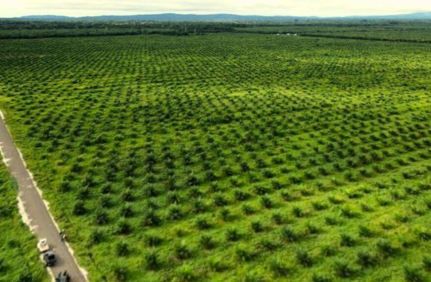 Prabowo Dorong Penguatan Sektor Sawit, Ini Alasan dan Tantangannya