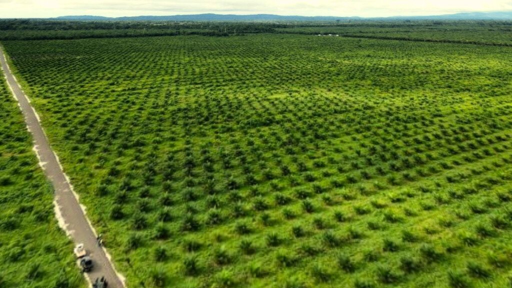 KEBUN SAWIT PROTIMES Prabowo Dorong Penguatan Sektor Sawit, Ini Alasan dan Tantangannya PROKALTIM