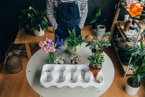 Tanaman Praktis untuk Mempercantik Rumah 1 Tips Tanaman Praktis untuk Mempercantik Rumah dengan Sentuhan Alami PROKALTIM