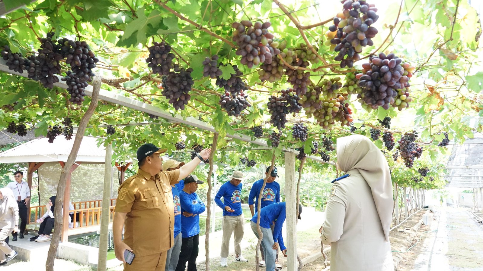 Jadi Kawasan Agrowisata Favorit Kota Palu, Kebun Anggur Duyu Bangkit Bukti Kerja GTRA PROKALTIM 1 WhatsApp Image 2026 01 28 at 14.06.21 Jadi Kawasan Agrowisata Favorit Kota Palu, Kebun Anggur Duyu Bangkit Bukti Kerja GTRA PROKALTIM