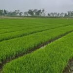 Target 34,77 Juta Ton! Kementan Tabuh Genderang Perang Impor, Mafia Beras Terancam Tersingkir