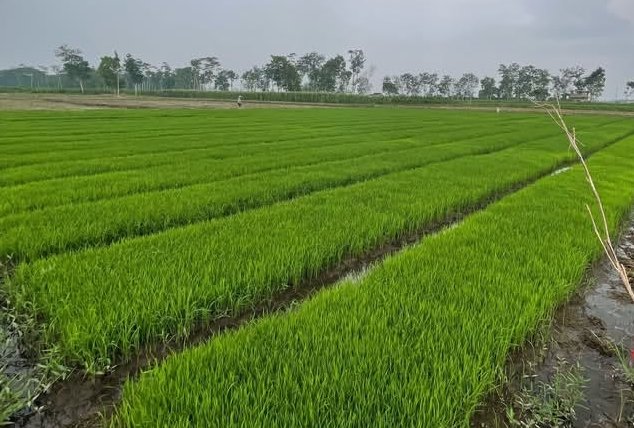 gebrakan Kementan 2026 target swasembada beras Target 34,77 Juta Ton! Kementan Tabuh Genderang Perang Impor, Mafia Beras Terancam Tersingkir PROKALTIM